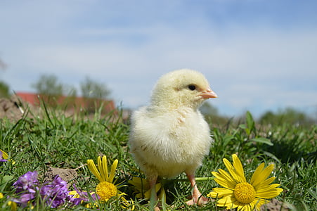 chick on grasses with flowers during daytime thumbnail