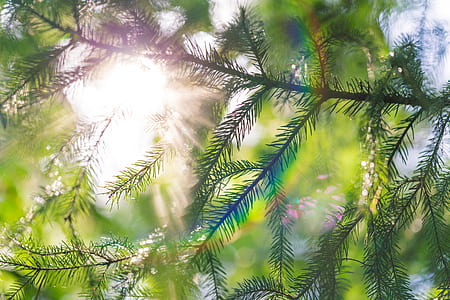 closeup photography of green tree under white sky at daytime thumbnail