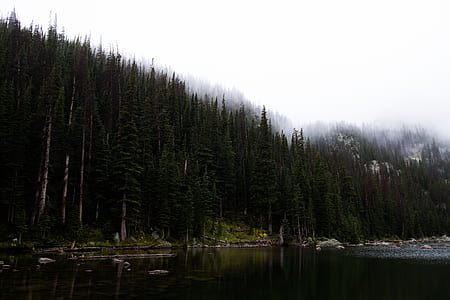 body of water near forest trees at daytime thumbnail
