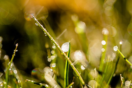 selective focus photography of green plants thumbnail
