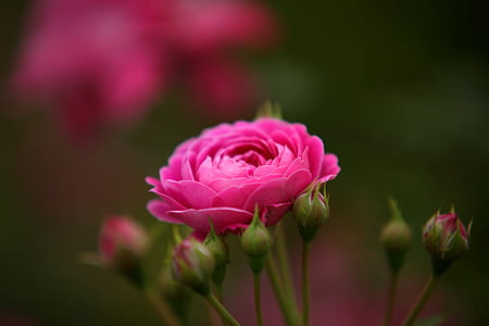 shallow focus photography of pink flower thumbnail