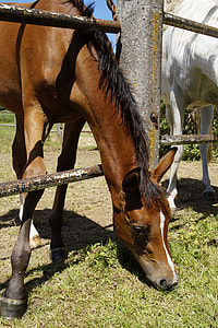 brown and black horse eating green grass during daytime thumbnail