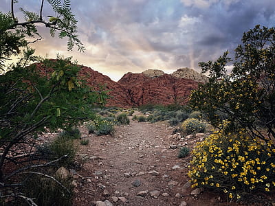 flowers near rock mountain thumbnail