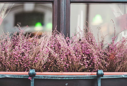 closeup photo of pink petaled flowers beside windowpane thumbnail