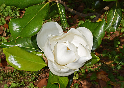 Dinner-Plate Magnolia, Flower Opening thumbnail