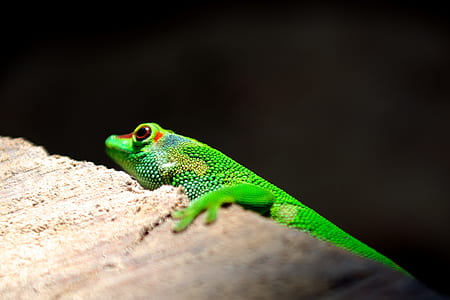 skink lizard on brown surface thumbnail