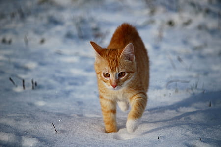 brown Tabby cat walking on snow thumbnail