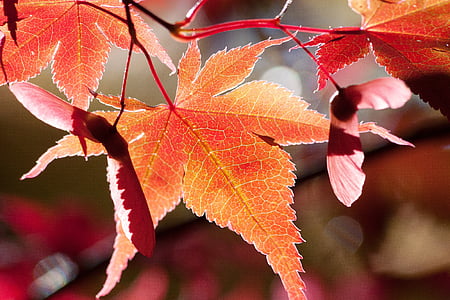 selective focus photography of brown leaf plant thumbnail