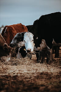cow grazing on field thumbnail