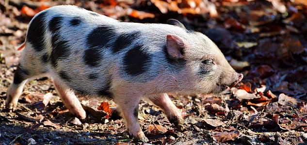 white and black piglet thumbnail