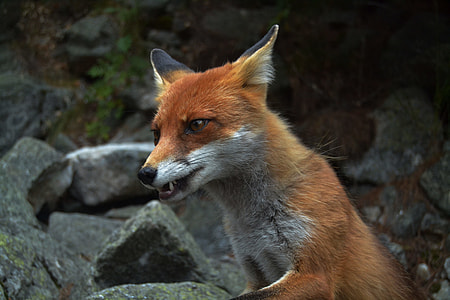 brown and white Fox on rock at daytime thumbnail
