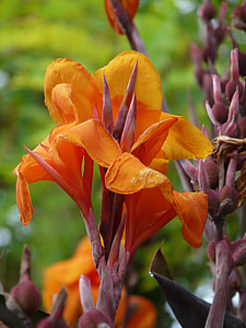 Floral Tube, Canna thumbnail