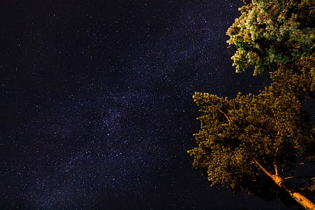 trees during night time thumbnail