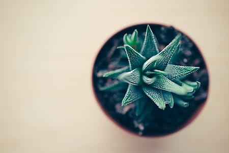 Lush Green Stylish Indoor Office Desk Plant Placed on a Table. Beautiful Plant for Home Office Desk Setup. thumbnail