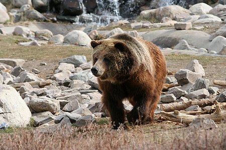 Brown Bear in Yellowstone National Park, Wyoming thumbnail