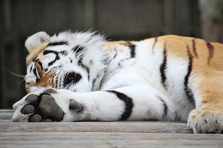 tiger lying on the gray floor thumbnail