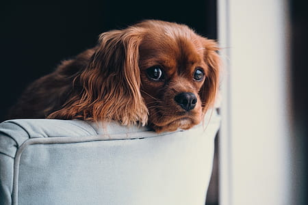 medium-coated brown dog thumbnail