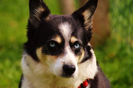 short-coated black, white, and brown dog close-up photo during daytime thumbnail