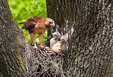 bald eagle with chicks on tree thumbnail