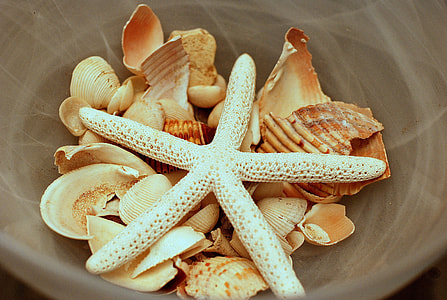 white starfish and brown sea shells in brown bowl thumbnail