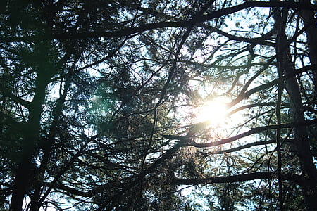 low angle photography of trees thumbnail