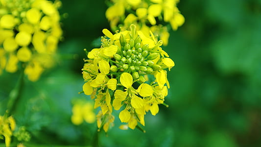 selective focus photography of yellow petaled flowers thumbnail