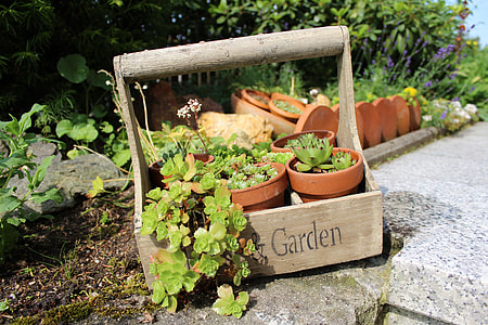 green succulent plant with pot in brown wooden crate thumbnail