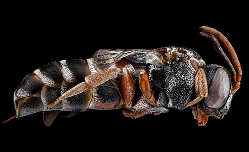 close-up photo of black and yellow wasp thumbnail