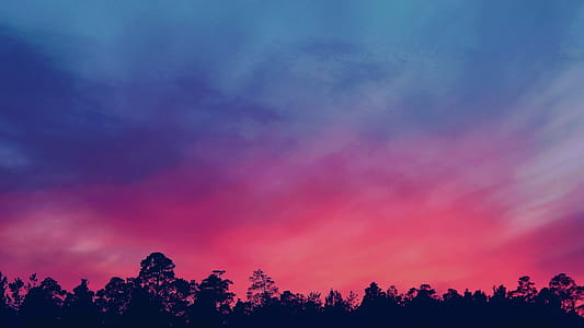 Silhouette Photo of Trees during Golden Hour thumbnail