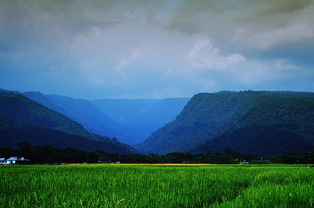 green grass field thumbnail