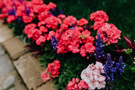 Flower shop in Castelfranco Veneto, Italy thumbnail