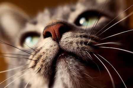 close up cat portrait phot thumbnail