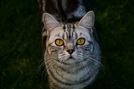 focus photography silver tabby cat thumbnail