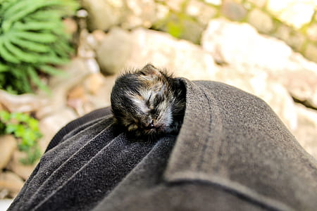 tortoiseshell kitten on gray pocket thumbnail