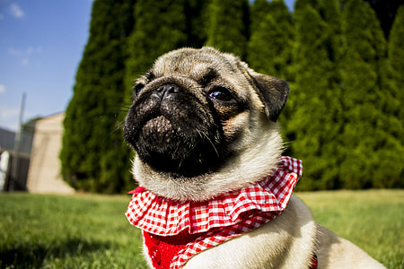 brown and black pug thumbnail