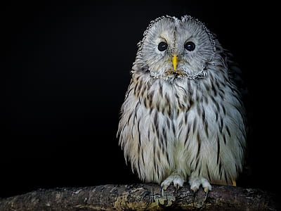 gray and white owl thumbnail