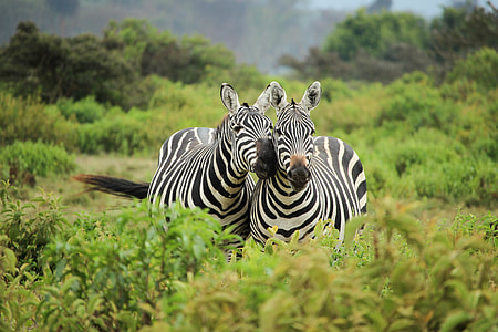 shallow focus photo of two zebras thumbnail