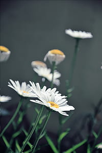 nature, flowers, grass, petals thumbnail