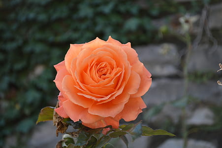 orange rose in shallow focus photography thumbnail