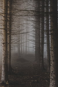 selective photo of woods thumbnail