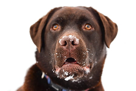 adult chocolate Labrador retriever thumbnail