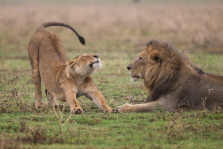 male lion looking at female lioness thumbnail