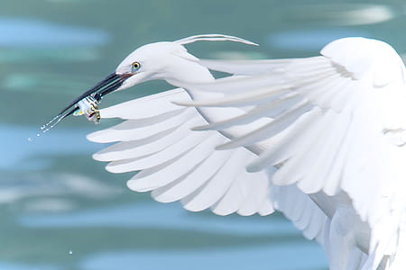 white heron catching fish thumbnail