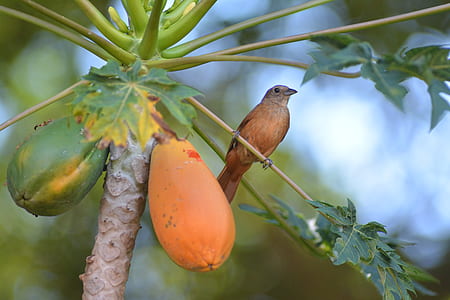 brown bird on papaya tree thumbnail