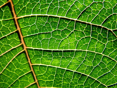 focus photo of green leaf thumbnail