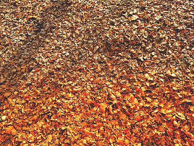 dried leaves on ground thumbnail