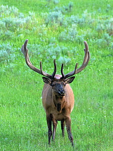 photo of brown deer on green grass field during daytime thumbnail