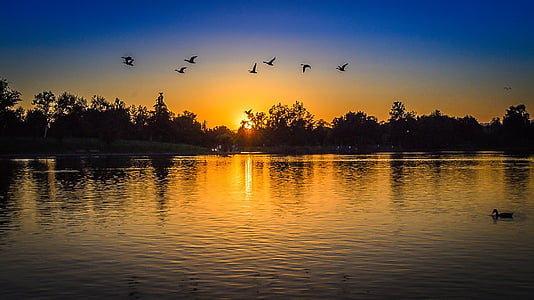 birds flying over body of water thumbnail