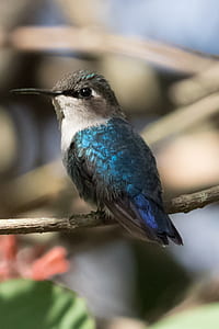 blue and black bird perch on branch thumbnail