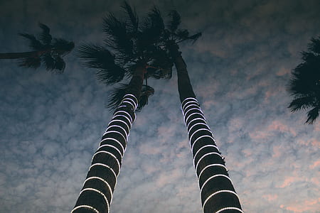 low angle photo of coconut tree with string lights during golden hour thumbnail